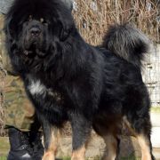 RUBEUS HAGRID Airawata