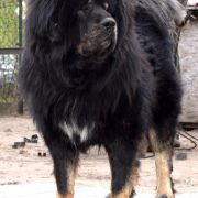 RUBEUS HAGRID Airawata