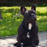 RUBINA Azzurro Tesoro FCI 2