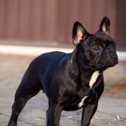 RUBINA Azzurro Tesoro FCI 4