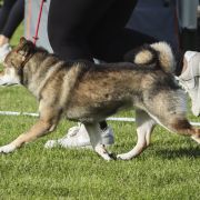 Ryo Kurokiba No Miyajima