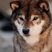 Ryo Kurokiba No Miyajima