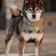 Ryo Kurokiba No Miyajima