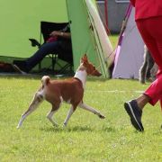 SABBRA CADABRA the Red Ranch