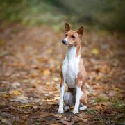 SABBRA CADABRA the Red Ranch