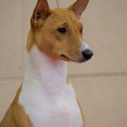 SABBRA CADABRA the Red Ranch