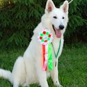 SAFIRA Dancing with Wolves - Safi