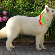 SAFIRA Dancing with Wolves - Safi 2