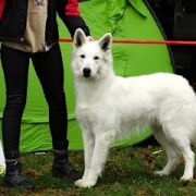 SAFIRA Dancing with Wolves - Safi 3