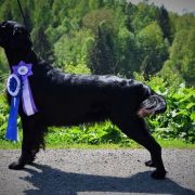 Sailing Team FCI Dragon Dream – Cindy