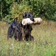 Sailing Team FCI Dragon Dream – Cindy 4