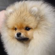 SAILOR MERCURY the Scarlet Hill