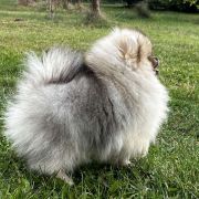 SAILOR MERCURY the Scarlet Hill