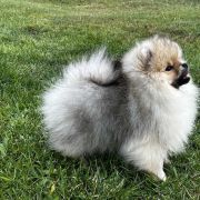 SAILOR MERCURY the Scarlet Hill