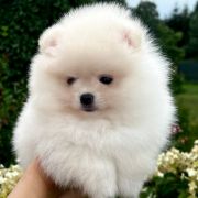 SAILOR VENUS the Scarlet Hill