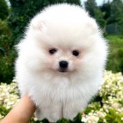 SAILOR VENUS the Scarlet Hill