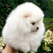 SAILOR VENUS the Scarlet Hill