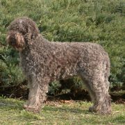 SALSA della Cascinetta