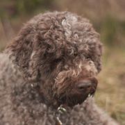 SALSA della Cascinetta