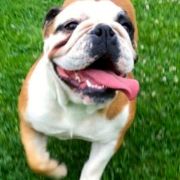 Samba The Big Al FCI 