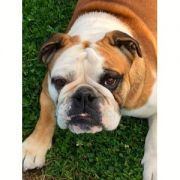 Samba The Big Al FCI 2