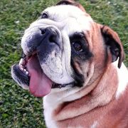 Samba The Big Al FCI 3