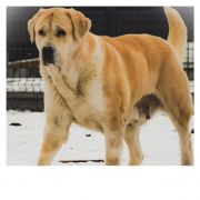 SAMIRAH Z KARAGANDY POLAND FCI