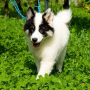 Sana z Jurajskiego Stoku