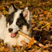 Sana z Jurajskiego Stoku