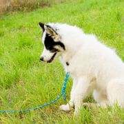 Sana z Jurajskiego Stoku