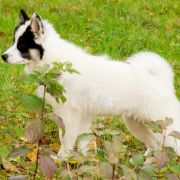 Sana z Jurajskiego Stoku