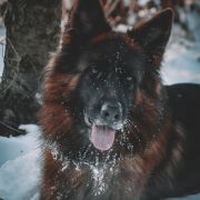 Santa Barbara von Vivaland