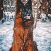 Santa Barbara von Vivaland