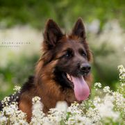 Santa Barbara von Vivaland