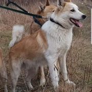 SANTI z Mrozowej Woli FCI