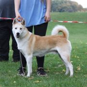 SANTI z Mrozowej Woli FCI