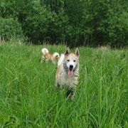 SANTI z Mrozowej Woli FCI