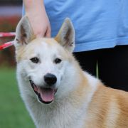 SANTI z Mrozowej Woli FCI