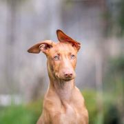 SANTOS PLATINUM MOON