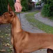 SANTOS PLATINUM MOON