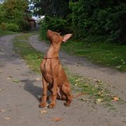 SANTOS PLATINUM MOON