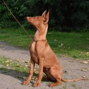 SANTOS PLATINUM MOON