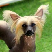 Sasquehanna Koszonom