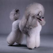 SAVANNAH The Spirit of Silverhill 2