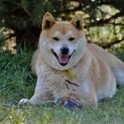 Sayuri z Lasów Godzieskich