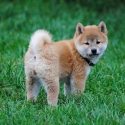 Sayuri z Lasów Godzieskich 4