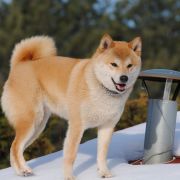 Sayuri z Lasów Godzieskich 2