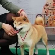 Sayuri z Lasów Godzieskich 3