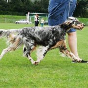 Secret of Love Shadow Dog