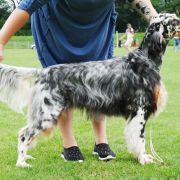 Secret of Love Shadow Dog 2